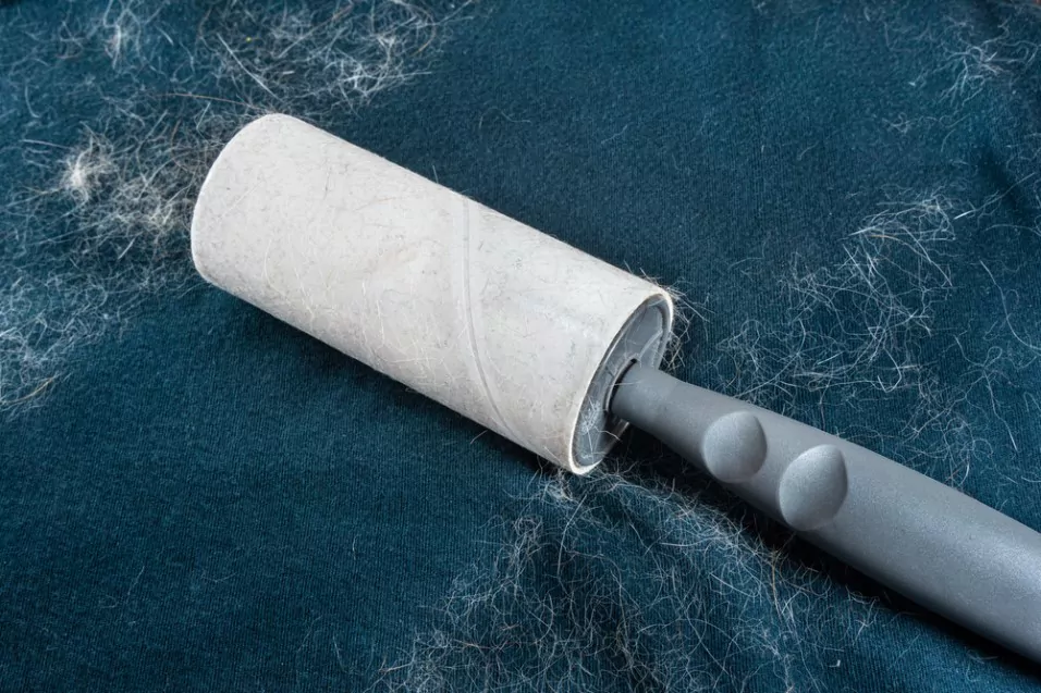 All About Lint Roller - Usage, Features and more - BestCheck