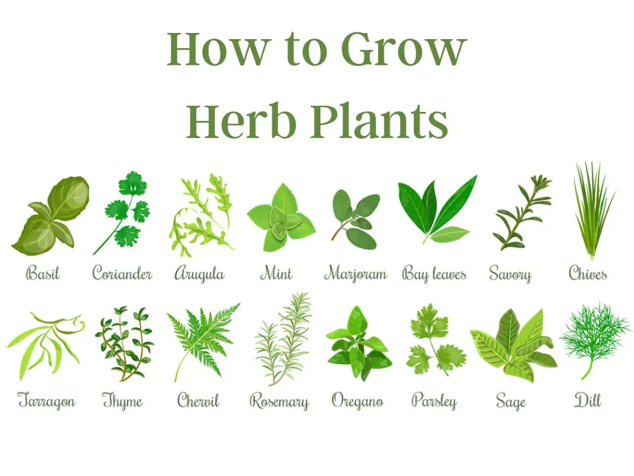 different herb plants