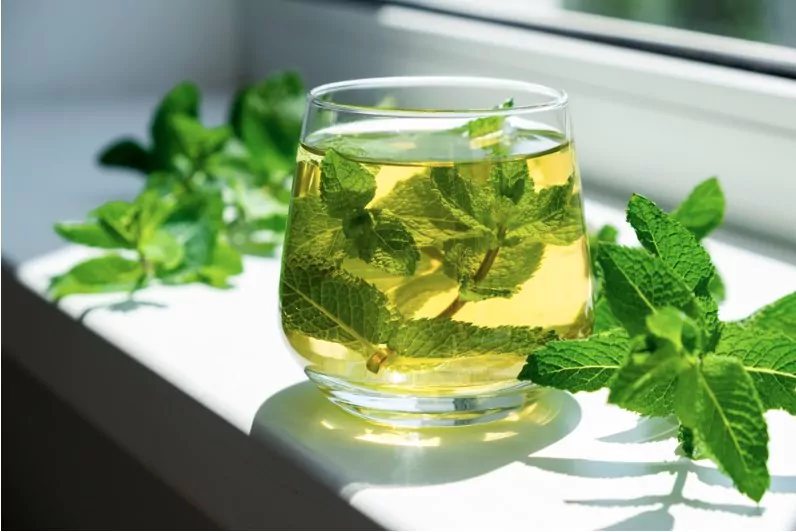Ice tea with peppermint in glass with fresh mint leaves around