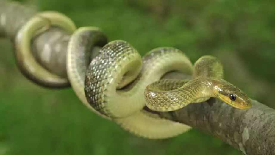 snake knotted on a branch of a tree