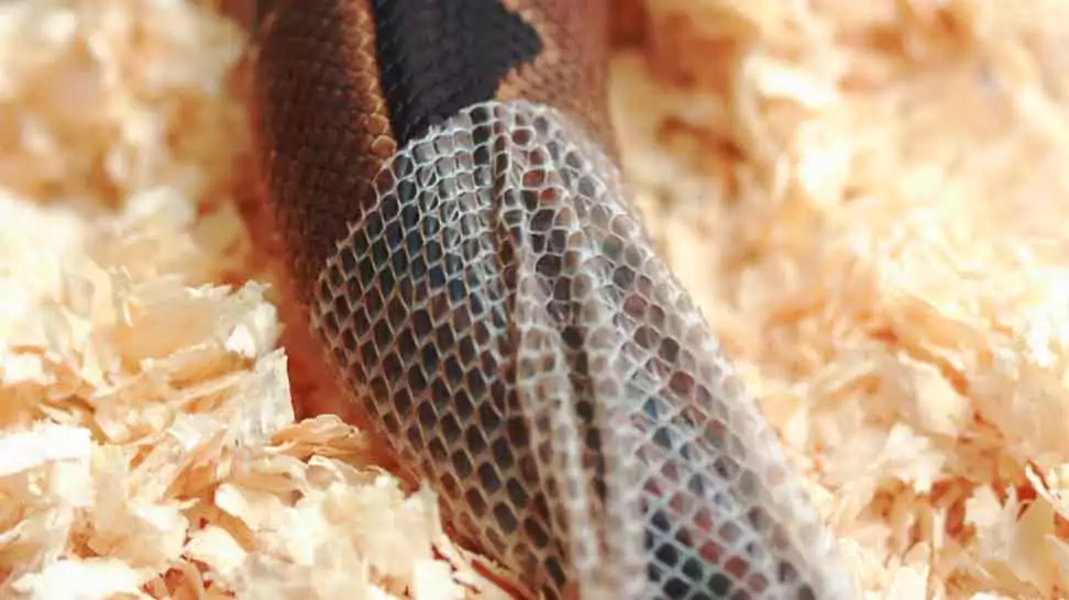 snake shedding its skin