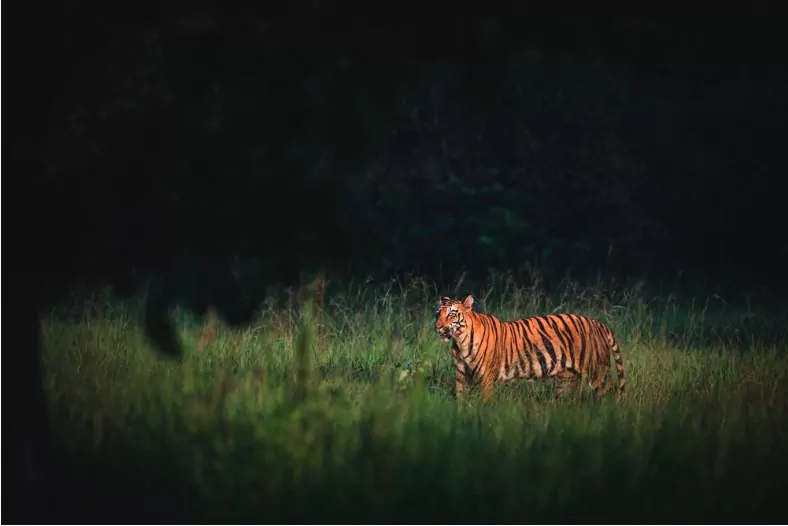 royal bengal tiger in jim corbett national park in monsoon