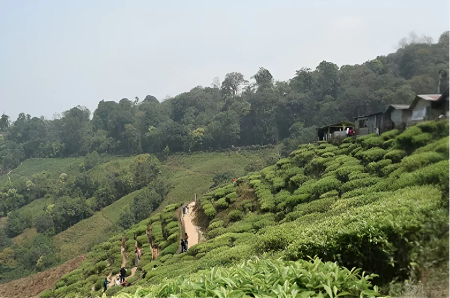 happy valley tea estate established in 1854 in darjeeling