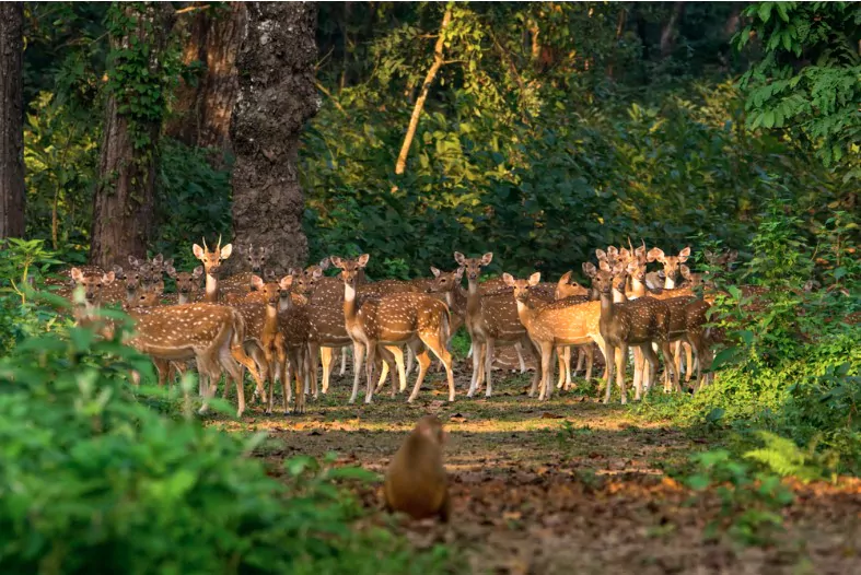 large number of spotted deers at chitwan national park nepal