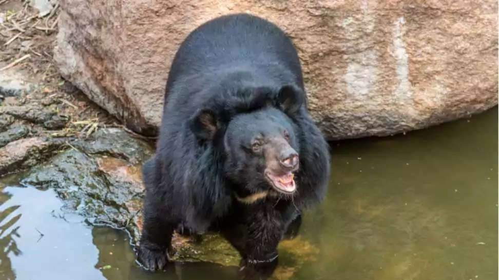 himalayan or asiatic black bear barking in the nature reserve area in nehru zoological park hyderabad