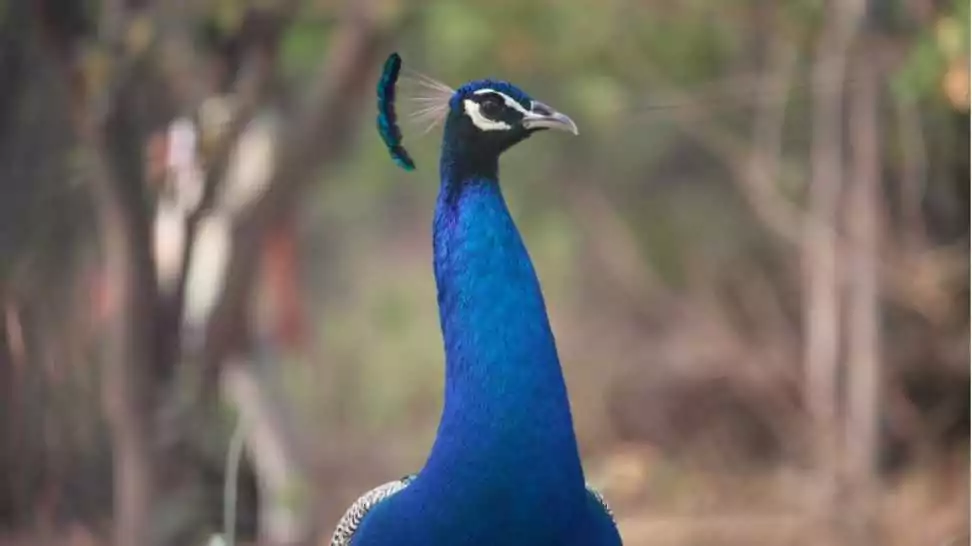 peacock at kbr park