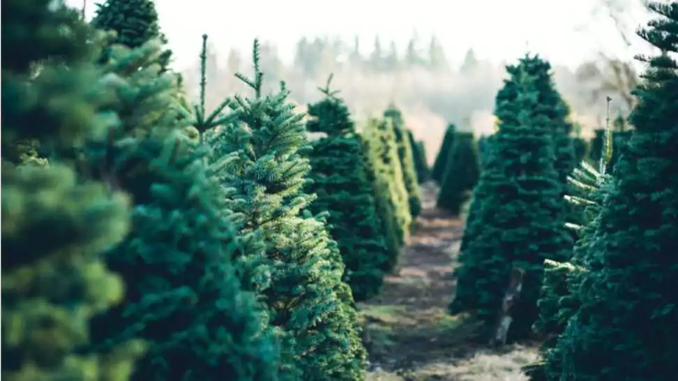 trees in rows at a christmas tree farm